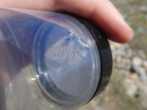 iNaturalist observation photo of Silvery Blue
