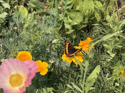 Milbert's Tortoiseshell