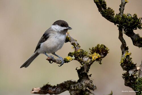 Sombre Tit, Εορδαία, Ελλάδα, photo 8 of 10