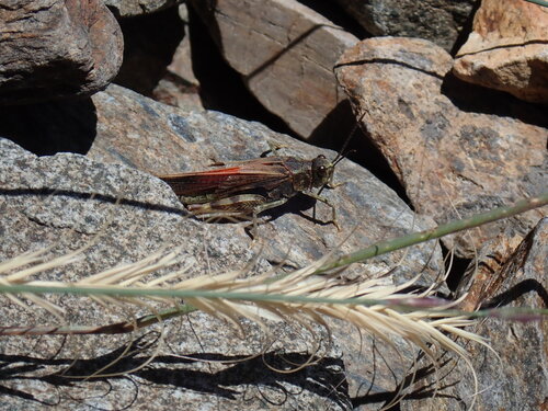 iNaturalist observation photo of Cratypedes