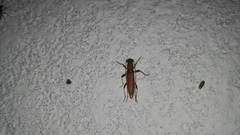 Achryson immaculipenne