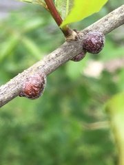 Parthenolecanium quercifex