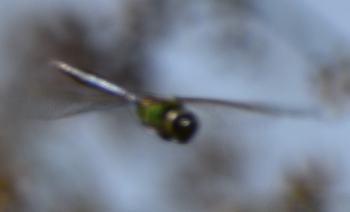 iNaturalist observation photo of Common Green Darner