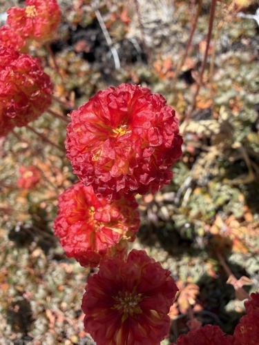 Eriogonum siskiyouense