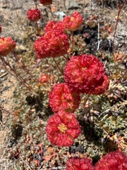 Eriogonum siskiyouense, photograph (c) Dee Shea Himes, some rights reserved (CC BY)