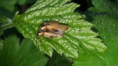 Cantharis decipiens