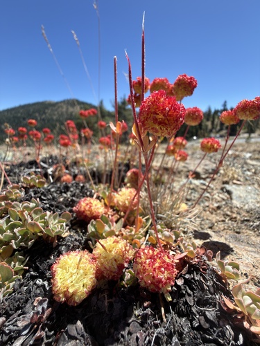 Eriogonum siskiyouense, photograph 3