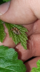 Cantharis decipiens