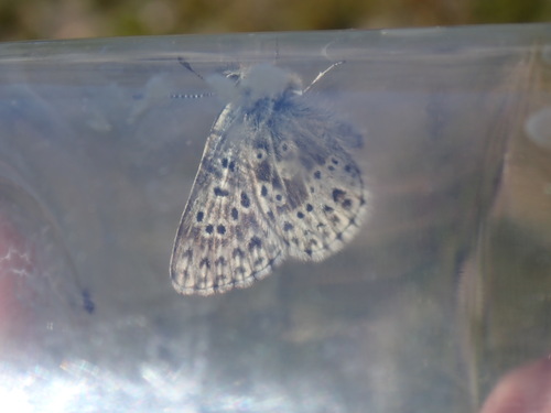 iNaturalist observation photo of Sierra Blue