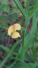 Lathyrus annuus