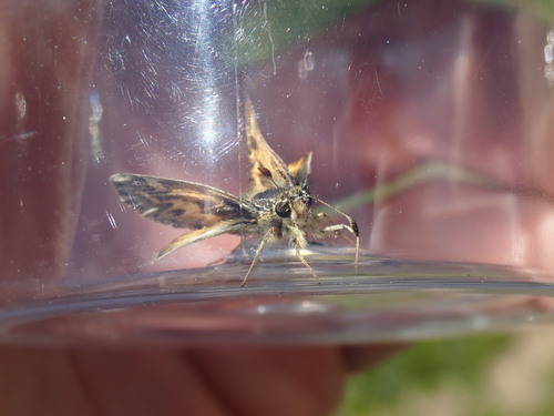 iNaturalist observation photo of Sandhill Skipper