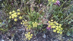 Lomatium dasycarpum dasycarpum