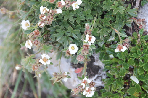 Potentilla clusiana, photograph 2