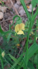 Lathyrus annuus