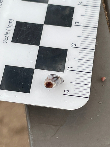 Echinolittorina hawaiiensis observed 2026-08-01