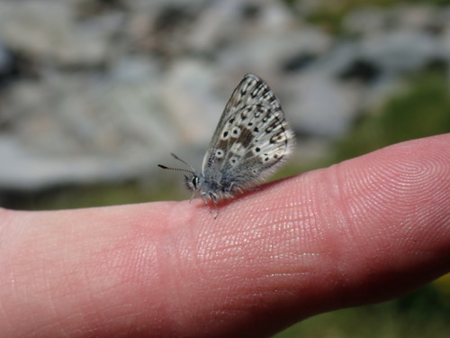 iNaturalist observation photo of Sierra Blue