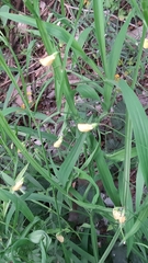 Lathyrus annuus