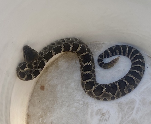 iNaturalist observation photo of Southern Pacific Rattlesnake