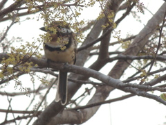 Hypnelus ruficollis