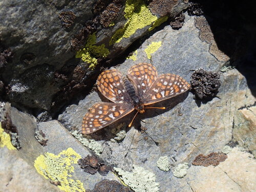 iNaturalist observation photo of Edith's Checkerspot