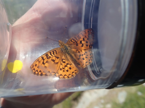 iNaturalist observation photo of Greater Fritillaries
