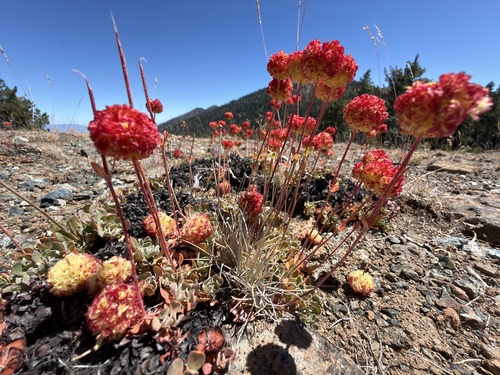 Eriogonum siskiyouense, photograph 4