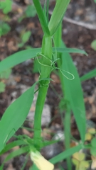 Lathyrus annuus
