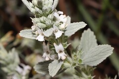 Marrubium peregrinum, photograph (c) Se Lena, some rights reserved (CC BY)