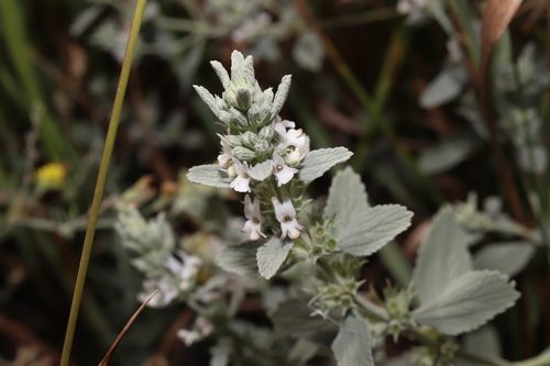 Marrubium peregrinum, photograph 3