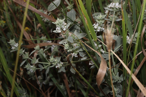 Marrubium peregrinum, photograph 5