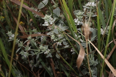 Marrubium peregrinum, photograph (c) Se Lena, some rights reserved (CC BY)