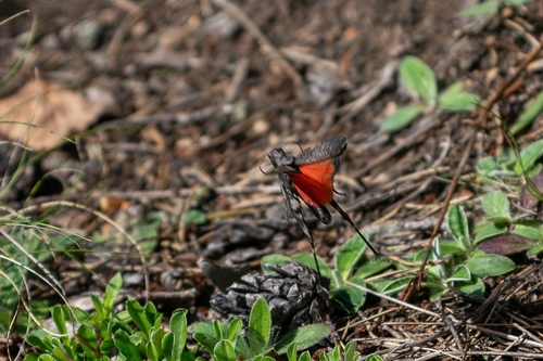Rattle Grasshopper