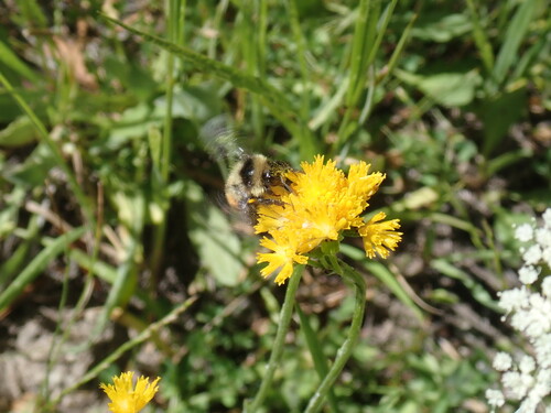 iNaturalist observation photo of Bumble Bees