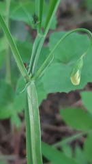 Lathyrus annuus