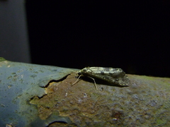 Trichoptera