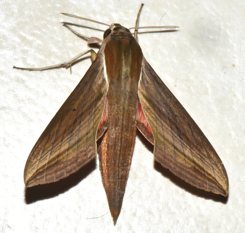 Hippotion gracilis