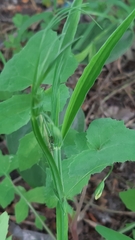 Lathyrus annuus