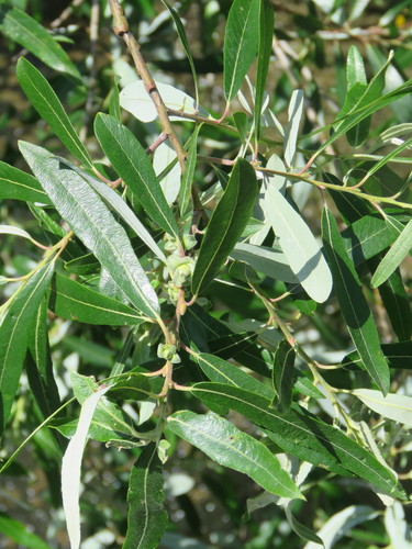 iNaturalist observation photo of Arroyo Willow