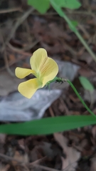 Lathyrus annuus