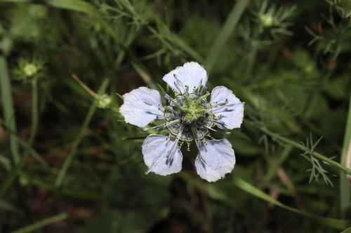 Nigella arvensis, photograph 5