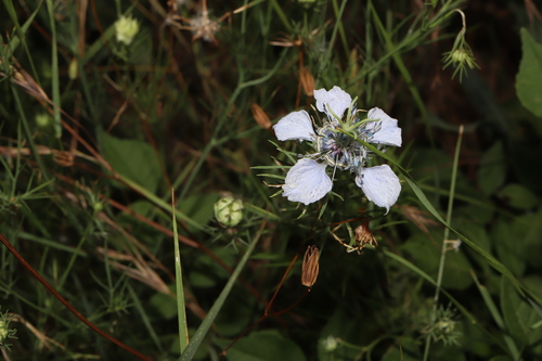 Nigella arvensis, photograph 6
