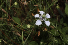 Nigella arvensis, photograph (c) Se Lena, some rights reserved (CC BY)
