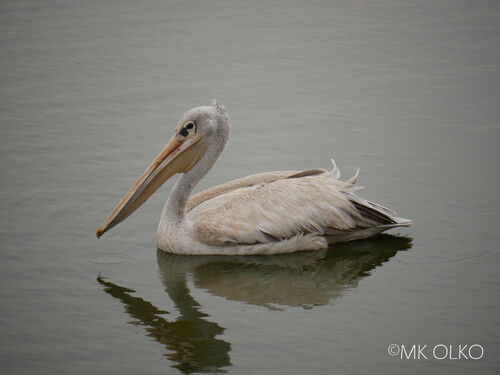 iNaturalist image