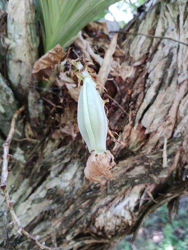 Clowesia dodsoniana, photograph 6