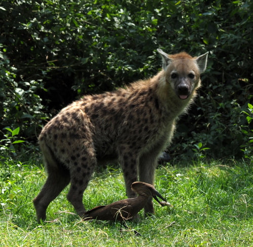 Spotted Hyena
