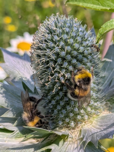 White-tailed Bumble Bee