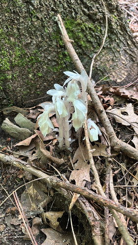 iNaturalist observation photo of Ghost Pipe