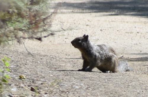 iNaturalist observation photo of California Ground Squirrel