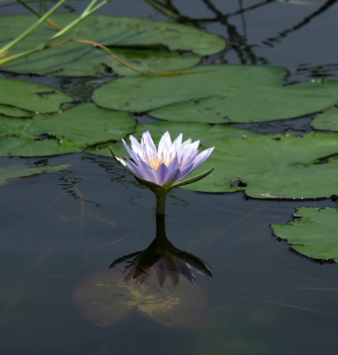 Day Waterlily