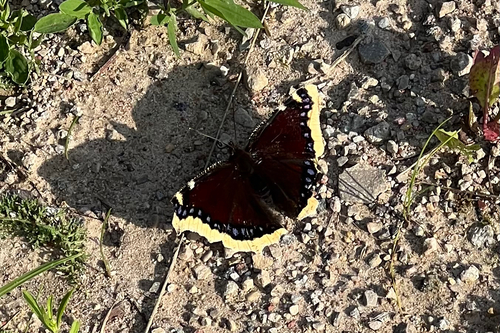 Mourning Cloak